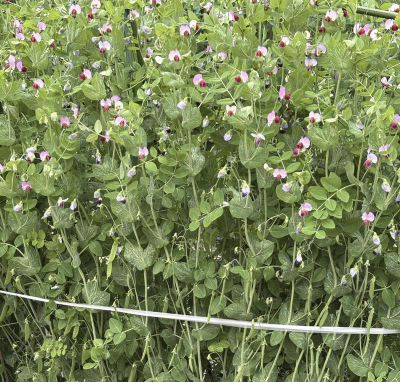 Homegrown snow peas with delicate pink and purple flowers and vibrant green pods.