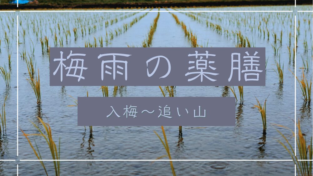 Eye-catching image of a flooded rice field with young rice plants, featuring the text “Rainy Season Dietary Therapy: From Nyubai to Early Doyo of Summer”