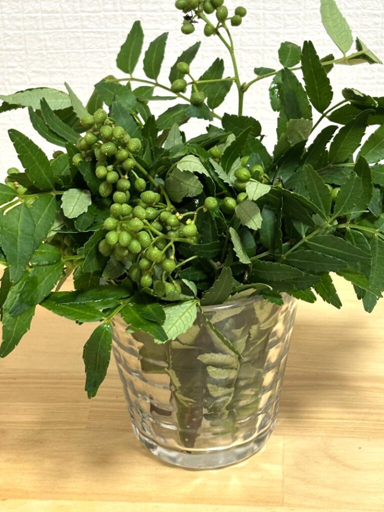 Fresh sansho branches with leaves, bought at a direct market in Itoshima