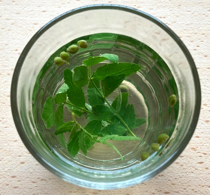 Sansho herbal hot water in a glass, with leaves and berries floating