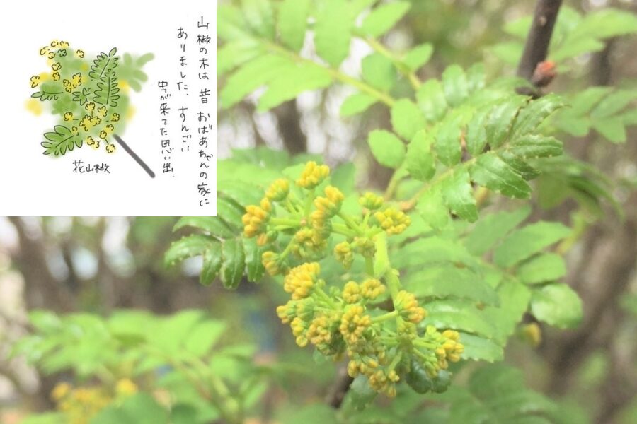 A branch of sansho (Japanese pepper) with blooming yellow flowers