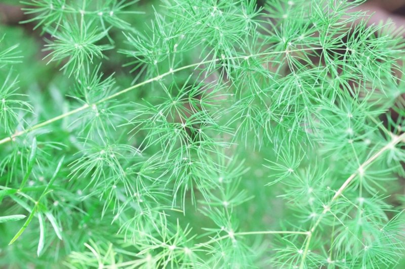 Delicate cladodes of a plant in the Asparagaceae family