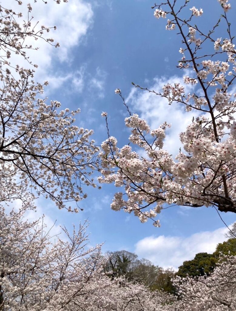 A full-bloom Somei Yoshino cherry tree against a clear blue sky with white clouds.