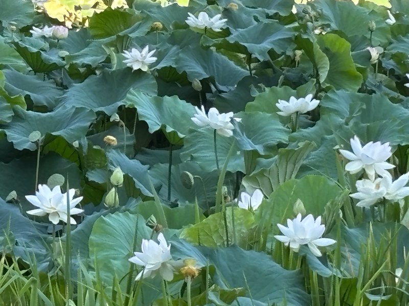 Morning view of the lotus pond at Maizuru Park in Fukuoka.