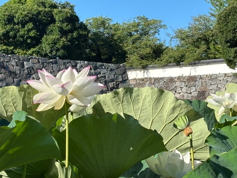 A white lotus flower blooming in Maizuru Park, with pale pink edges glowing softly in the morning sun.
