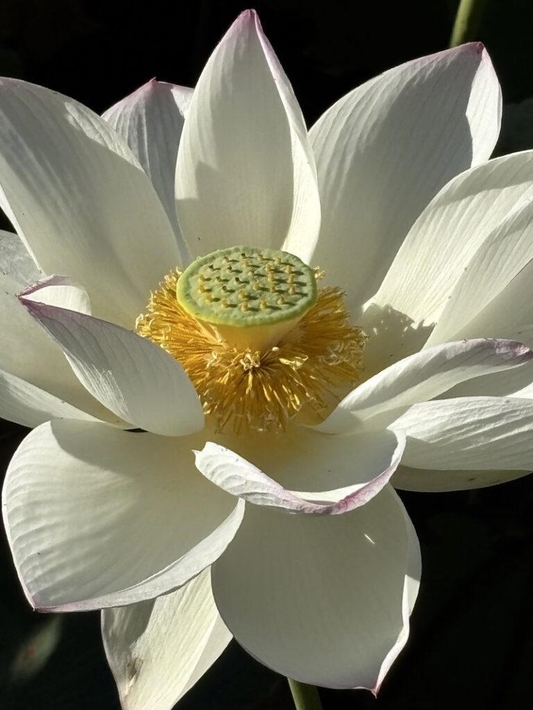 Close-up of a lotus flower with a round, yellow receptacle at its center.