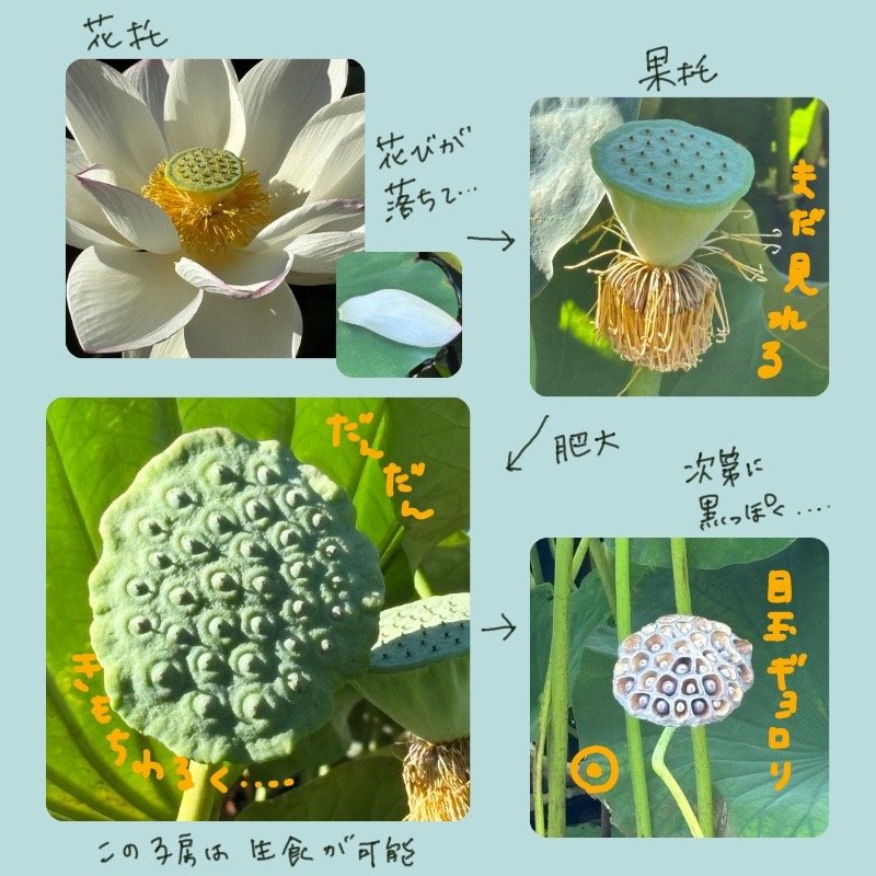 Illustrated photo sequence showing the transformation of a lotus flower receptacle into a mature seedpod.