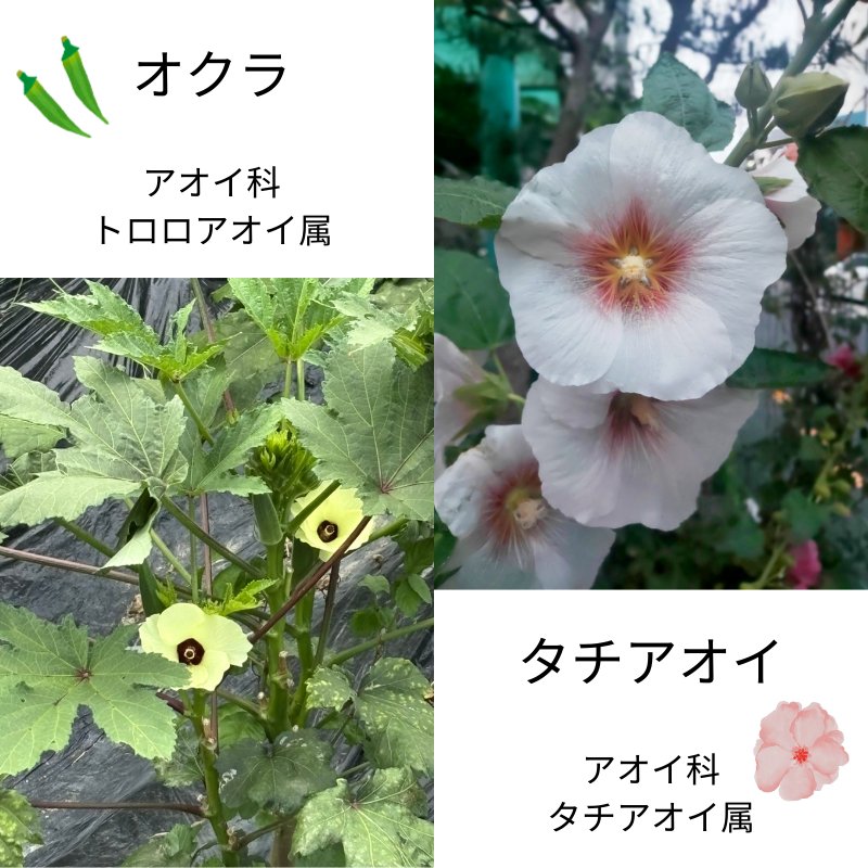 “Comparison of okra and hollyhock flowers, both in the mallow family but different genera”