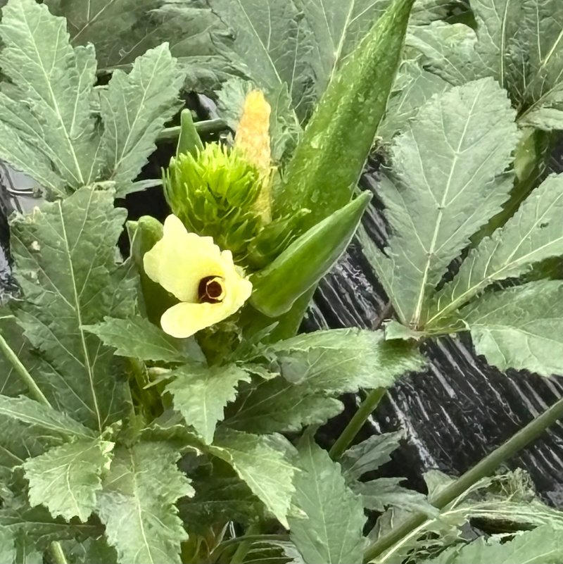 “Okra growing in a home garden, with pods forming right next to the flower”
