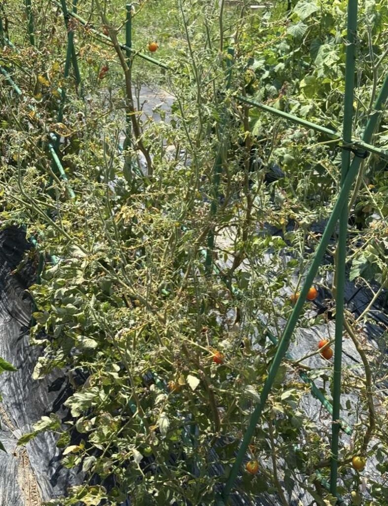 Mini tomato plants in summer, with leaves dried and curled from strong sunlight, yet still bearing red and yellow fruits.