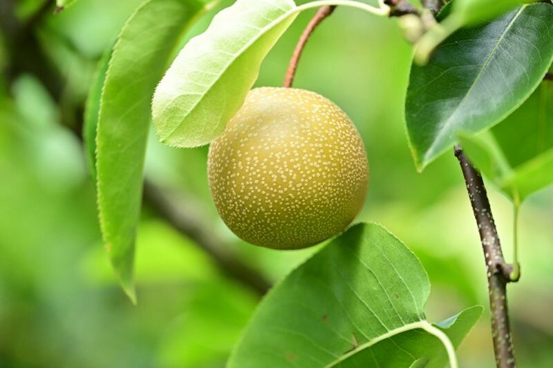 Wild Japanese pear fruit growing among green leaves (photoAC)