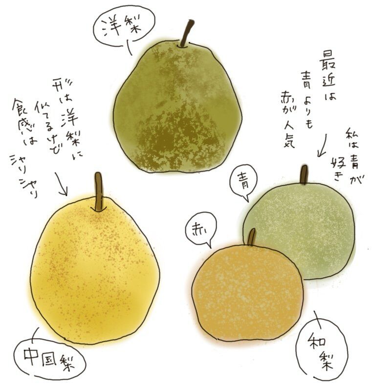 Hand-drawn illustration of Western pear, Chinese pear, red pear, and green pear