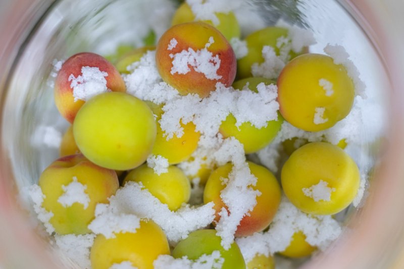Plums being pickled with salt in a jar, showing yellow-green fruits coated with white salt.