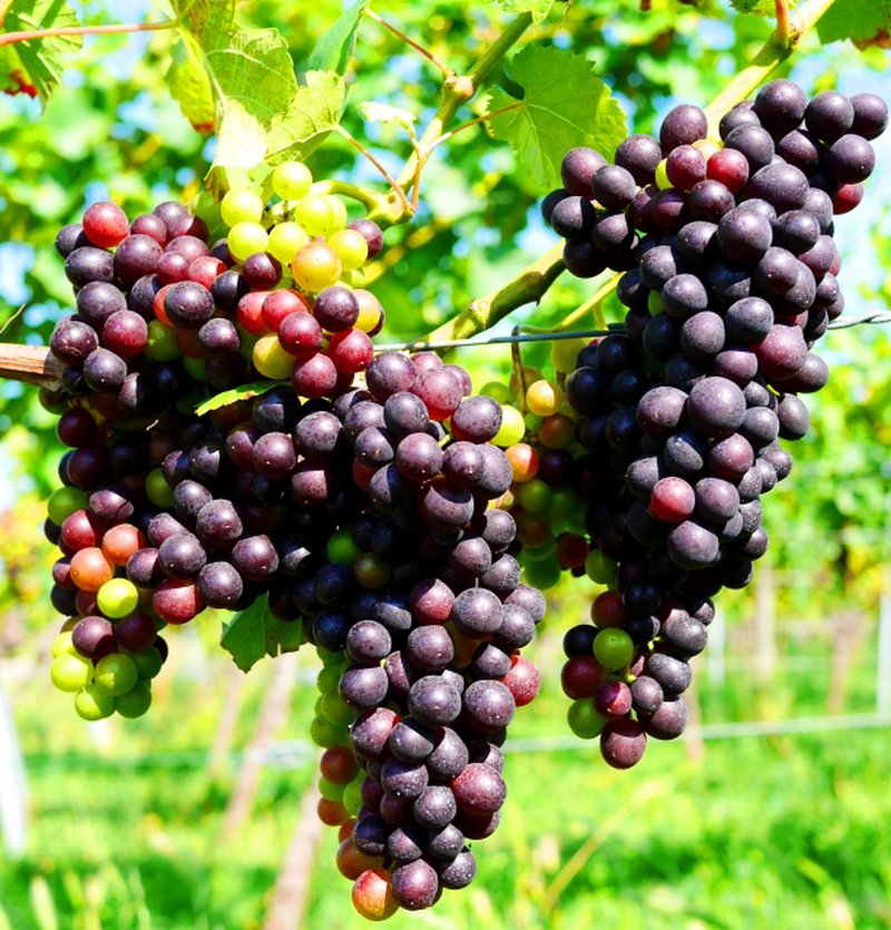 Wine grapes before harvest, with clusters ripening from green to deep purple on the vine.
