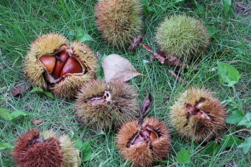 Bursted chestnut burrs on the grass revealing shiny brown chestnuts inside.
