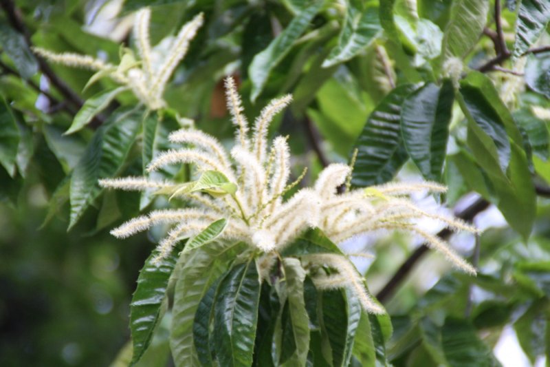 White catkin-like flowers of a chestnut tree hanging among green leaves.