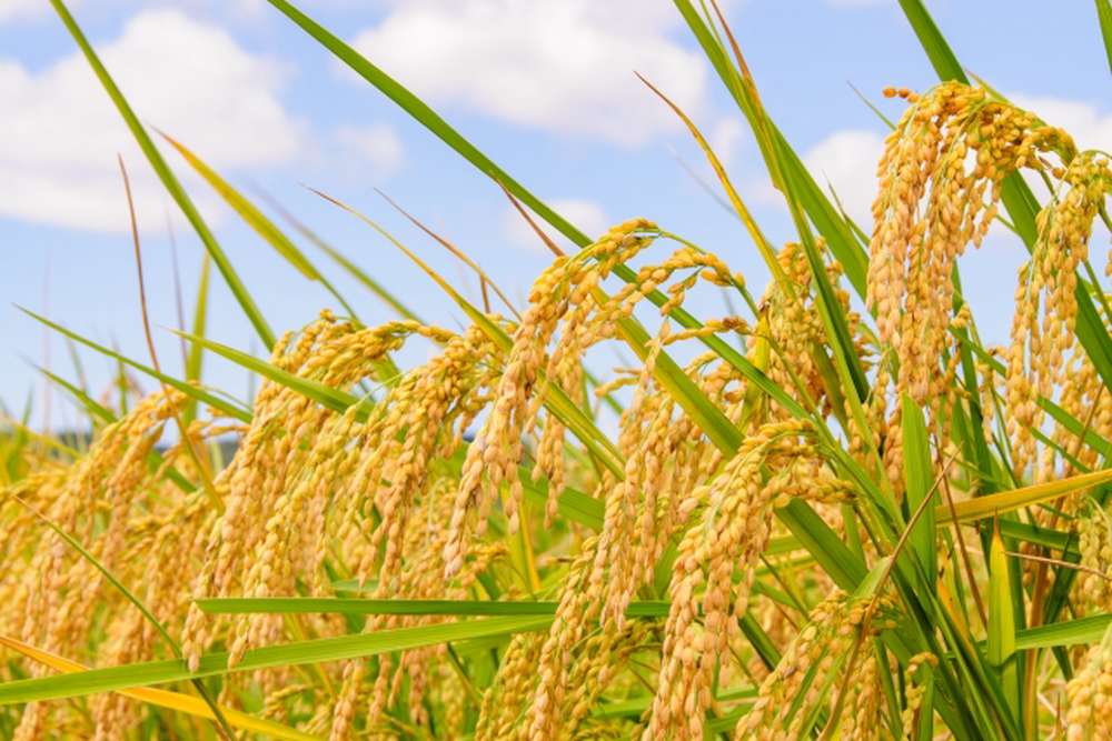 Golden rice ears swaying in the wind, ready for autumn harvest.