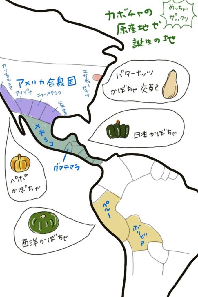 An illustrated map showing the origins of pumpkins in Central and North America, including Japanese pumpkin, Western pumpkin, Pepo pumpkin, and Butternut squash.