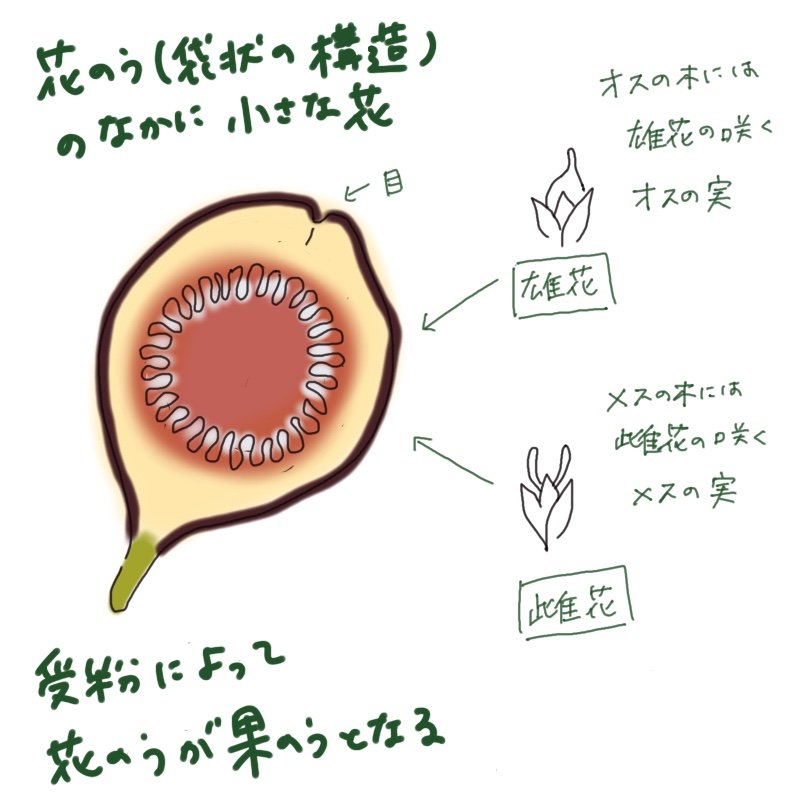 An illustration showing the cross-section of a fig and the positions of male and female flowers blooming inside the syconium (flower cavity).