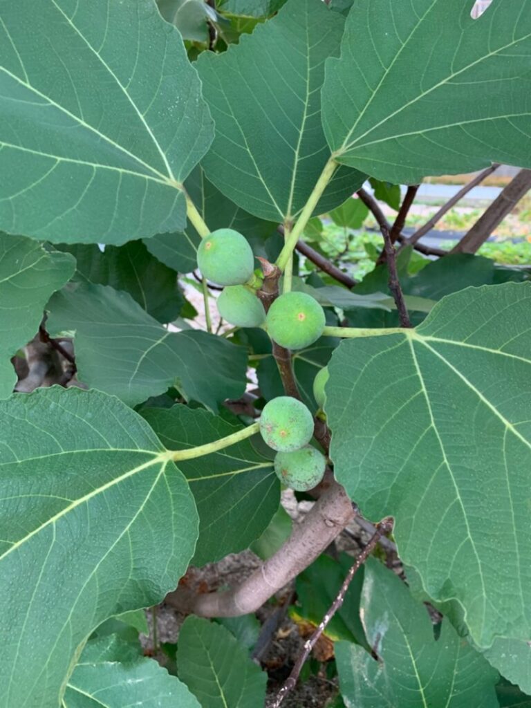 Unripe figs appearing to grow directly from the branch, showing how figs seem to bear fruit without flowers.