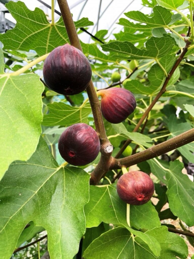 Unripe figs growing on a branch, showing deep reddish-purple fruits among vibrant green leaves.