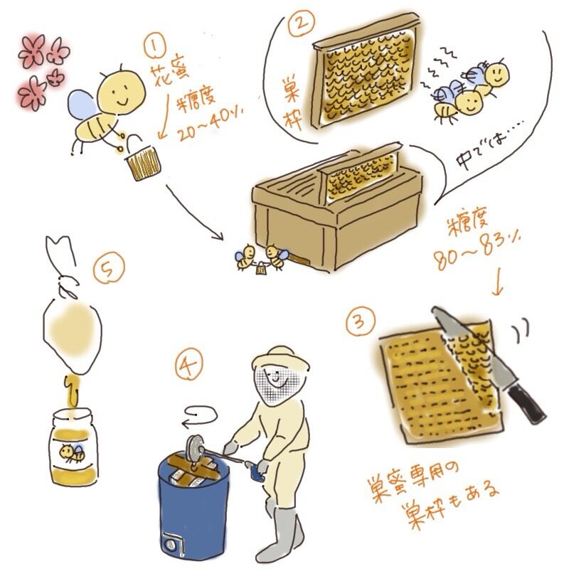 An illustration showing how honey is made, from bees collecting nectar and ripening it in the hive to honey extraction and bottling, drawn in a soft hand-painted style.