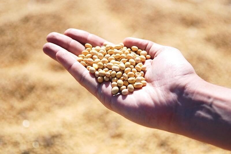 Soybeans resting in the palm of a hand.