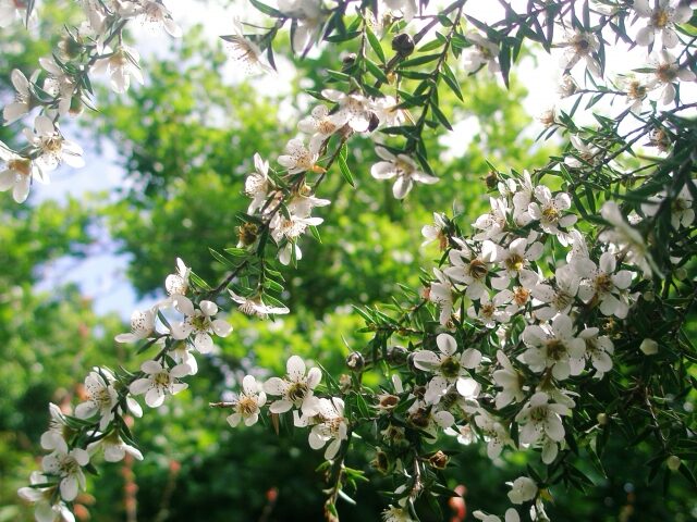 White blossoms of the Manuka tree (Leptospermum scoparium) in full bloom, a native Myrtaceae plant from New Zealand known as the source of Manuka honey.