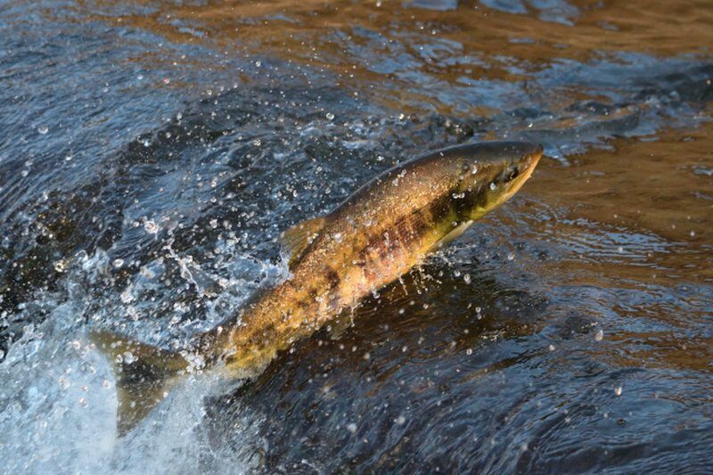 A salmon leaping upstream with splashing water around it