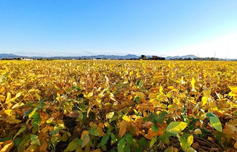 A golden soybean field stretching under a clear autumn sky.