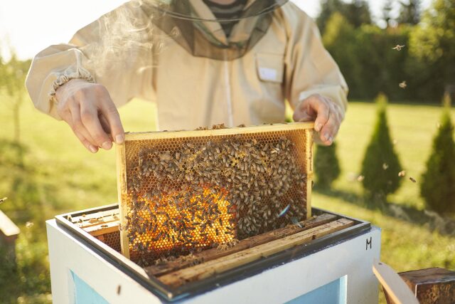 A beekeeper holding a hive frame filled with bees and golden honey, carefully inspecting the comb during honey harvesting.