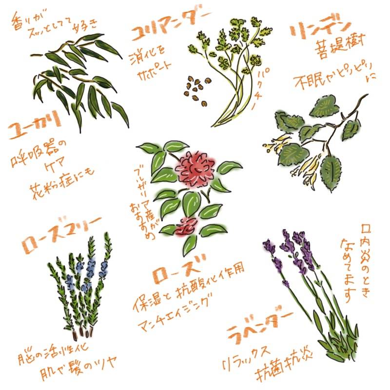 Illustration showing herbs related to the gentle, plant-based benefits of honey—featuring eucalyptus, coriander, linden, rose, lavender, and rosemary.