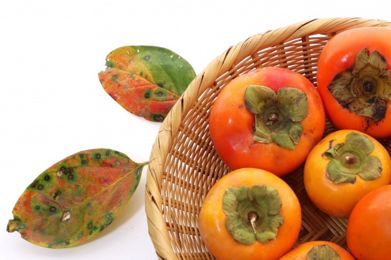 Ripe persimmons in a wicker basket with autumn-colored persimmon leaves on a white background.