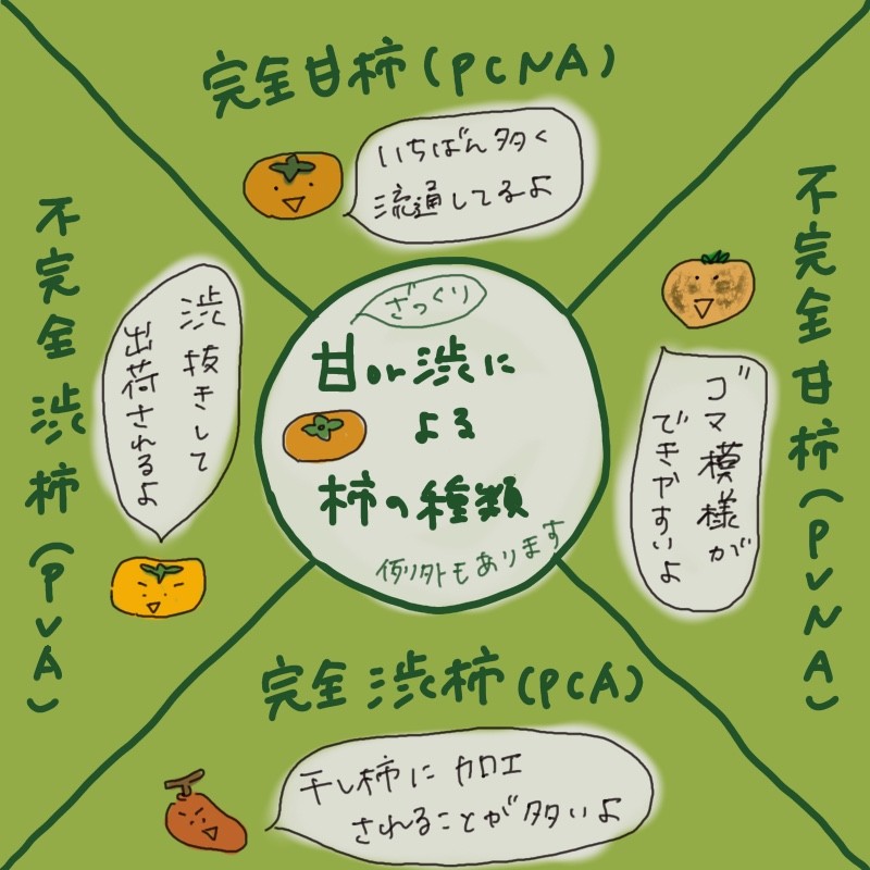 Hand-drawn diagram showing the four persimmon types by astringency (PCNA/PVNA/PVA/PCA), with a central title and notes for each type plus small fruit icons.