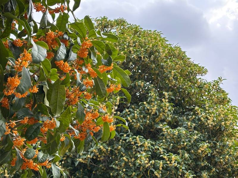 Fragrant orange and white osmanthus trees blooming side by side under the autumn sky.