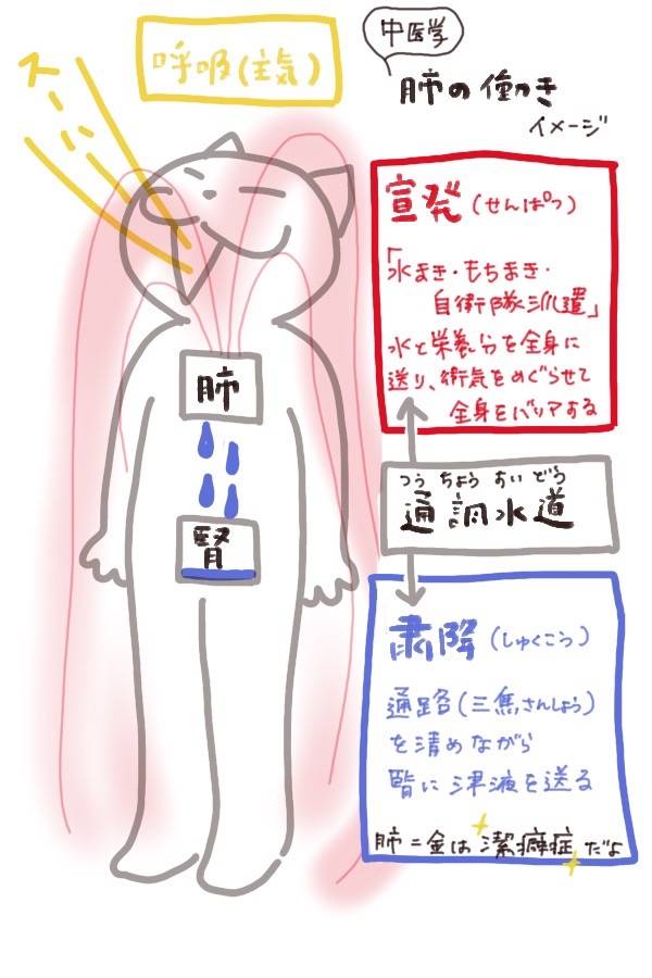 An illustration explaining the function of the “Lung” in Traditional Chinese Medicine. It shows how breathing circulates qi: the Lung disperses upward through Xuanfa, descends downward through Suxie, and regulates water movement (Tongtiao Shuidao) in cooperation with the Kidney.