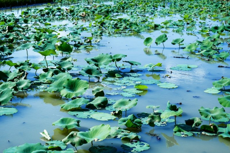 A lotus field with wide-spreading green leaves floating on the water surface