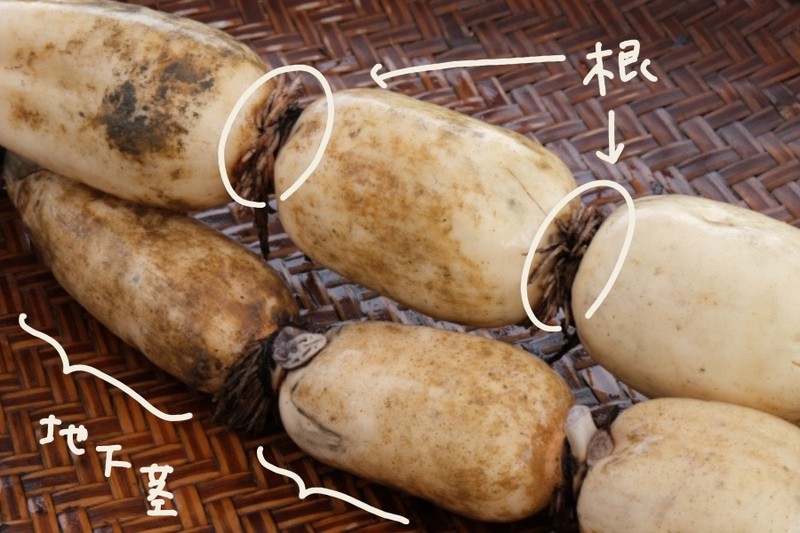 An explanatory image showing the underground stem and root positions of lotus root