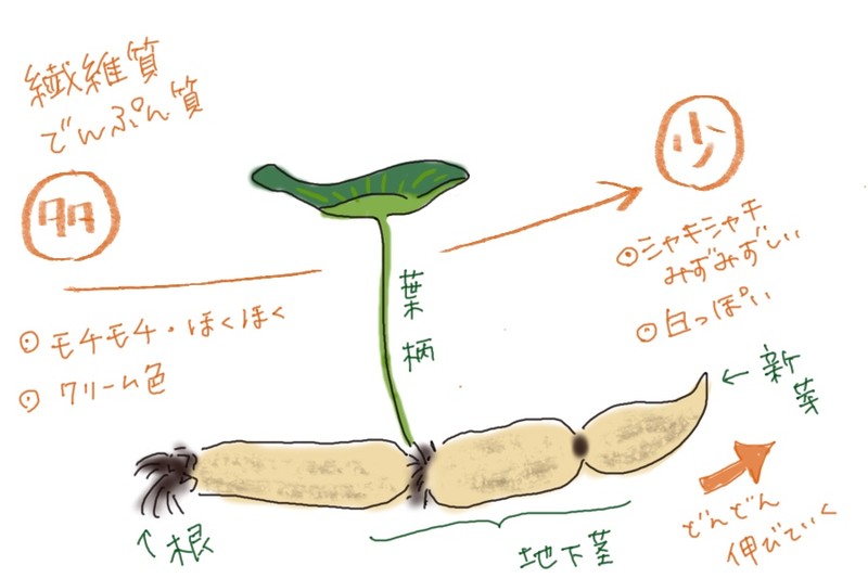 An illustration explaining the growth of lotus root and characteristics of each section