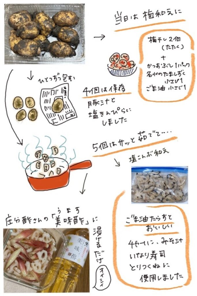 A collage image combining handwritten illustrations and photos showing lotus root preparation and cooking ideas