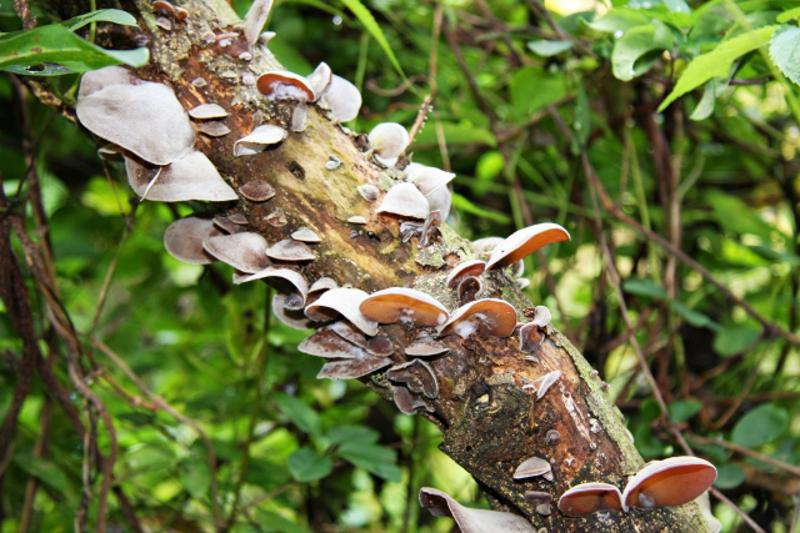 Wild Auricularia mushrooms growing in clusters on a tree branch.