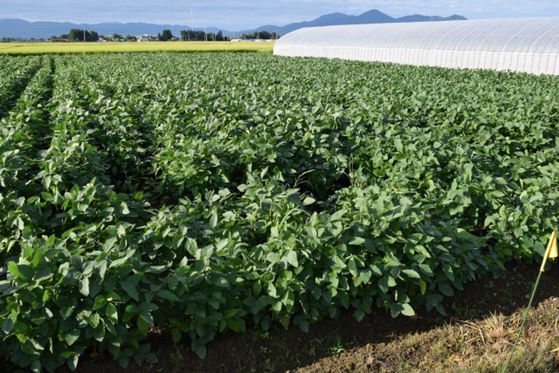 A soybean field in rural Japan with green foliage, a greenhouse, and mountains in the background.