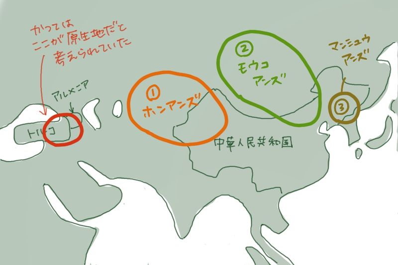A hand-drawn map illustrating the native regions and distribution of three apricot species: Prunus armeniaca, P. sibirica, and P. mandshurica