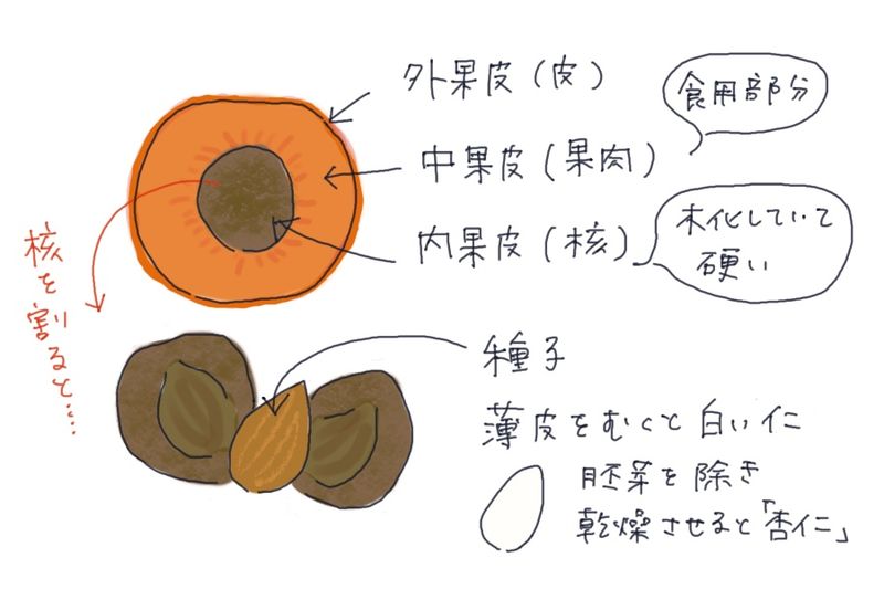 A hand-drawn illustration showing the structure of an apricot fruit and the apricot kernel (annin) found inside the pit