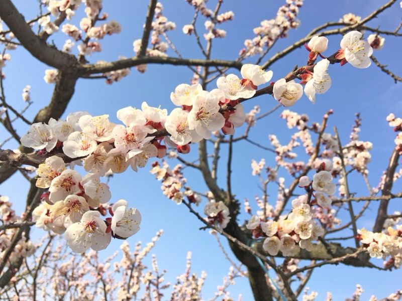 Apricot blossoms in spring, with pale pink flowers blooming along the branches against a blue sky