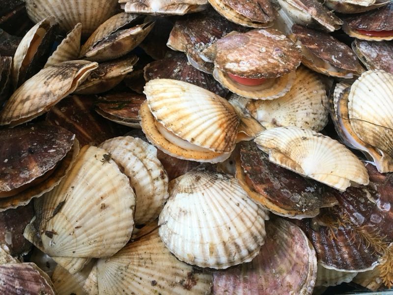 Stacked scallop shells freshly harvested for aquaculture and processing