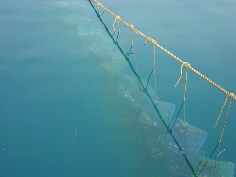 Scallop suspended aquaculture using ropes and nets in clear seawater