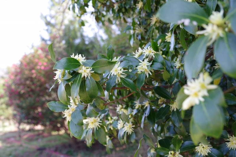 White flowers and green leaves of Japanese shikimi growing on a tree
