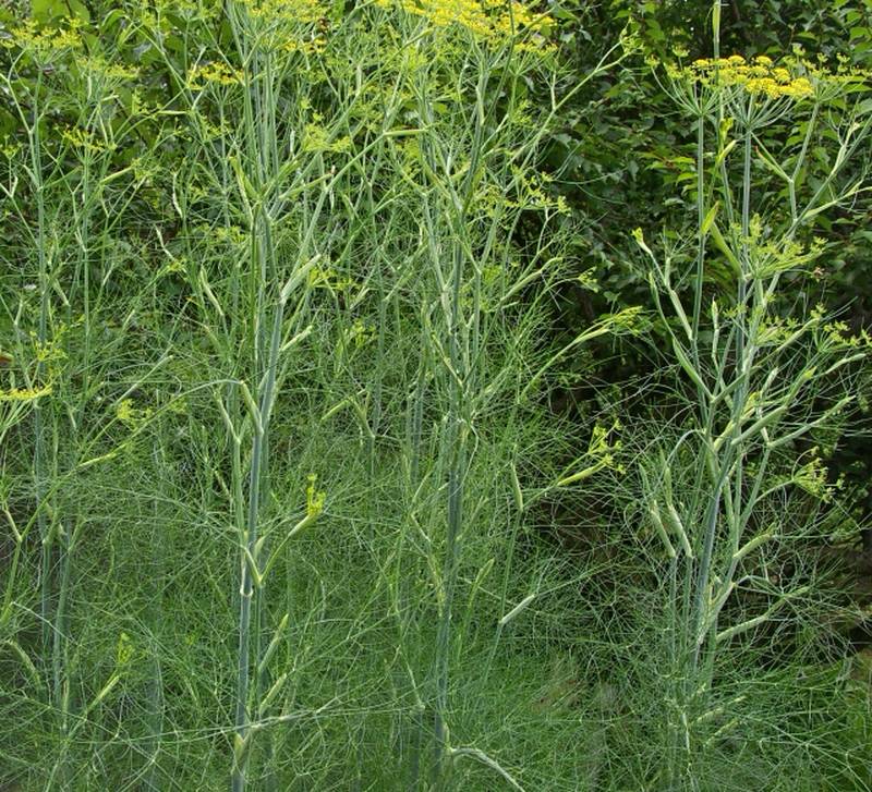 Fennel plants with delicate leaves and yellow flowers growing outdoors