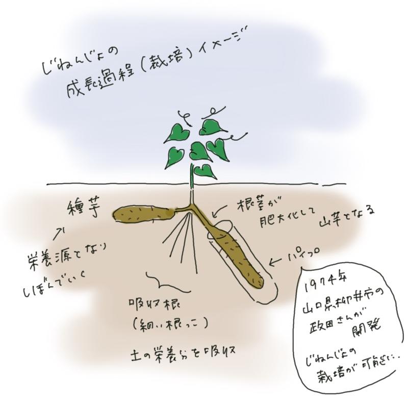 Hand-drawn illustration showing the growth process of wild Japanese yam, including vines above ground and the thickening underground tuber.